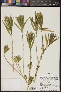 Baccharis salicifolia image