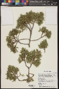 Juniperus arizonica image