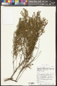 Ericameria laricifolia image