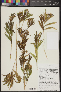 Baccharis salicifolia image