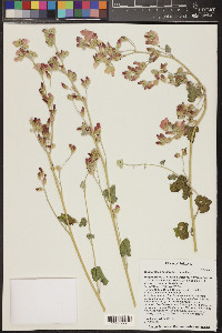 Sphaeralcea emoryi image