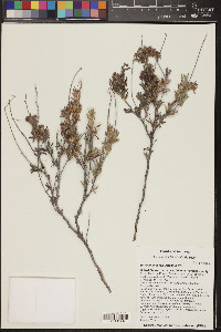 Eriogonum fasciculatum image