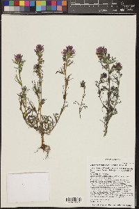 Castilleja exserta image