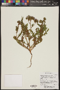 Phacelia crenulata image