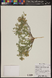 Astragalus sabulonum image