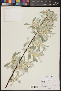 Elaeagnus angustifolia image