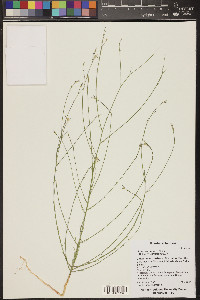 Linum aristatum image