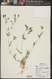 Mentzelia albicaulis image