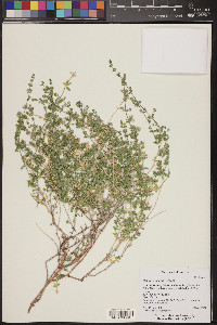 Galium stellatum image