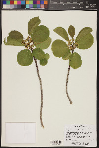 Frangula betulifolia image