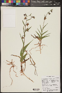 Epipactis gigantea image