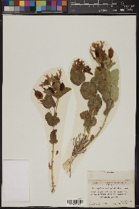 Astragalus asclepiadoides image