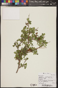 Rhus trilobata image