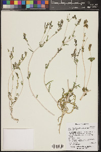 Mentzelia albicaulis image