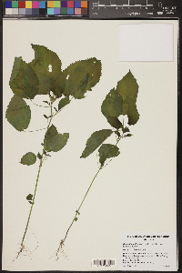 Acalypha ostryifolia image