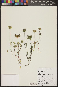 Daucus pusillus image