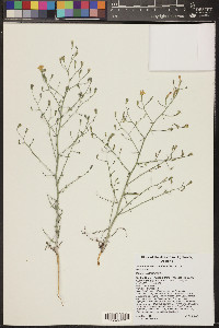 Stephanomeria pauciflora image