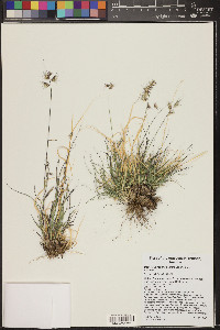 Bouteloua repens image