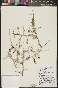 Lycium exsertum image