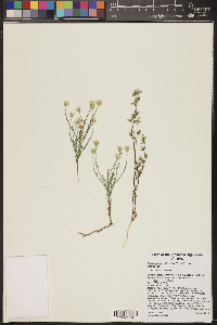 Chaetopappa ericoides image