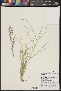 Eragrostis pectinacea var. pectinacea image