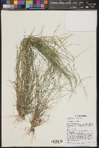 Muhlenbergia pauciflora image