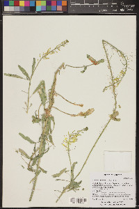 Stanleya pinnata image