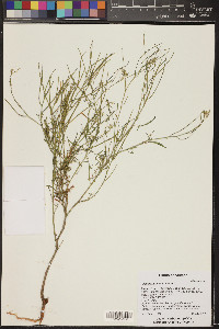 Sisymbrium altissimum image