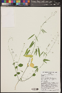 Desmodium procumbens image