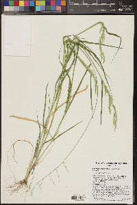 Eriochloa acuminata image