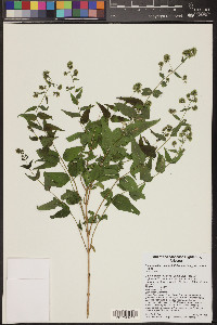 Koanophyllon solidaginifolium image