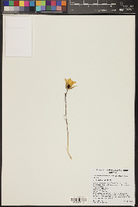 Calochortus kennedyi image