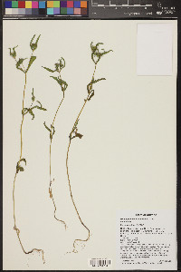 Melampodium longicorne image