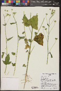 Anoda crenatiflora image