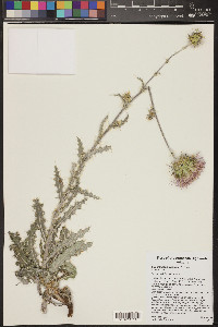 Cirsium neomexicanum image