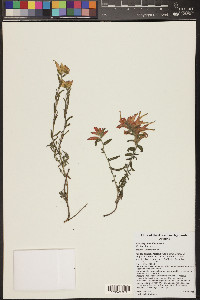 Castilleja tenuiflora image