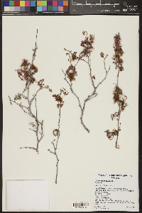 Calliandra eriophylla image