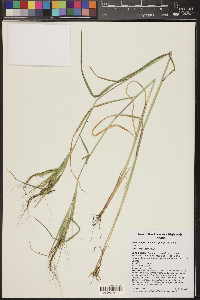 Heteropogon melanocarpus image