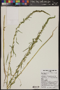 Amaranthus fimbriatus image