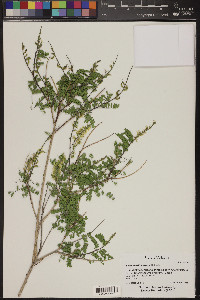 Eysenhardtia texana image