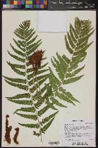 Dryopteris filix-mas image