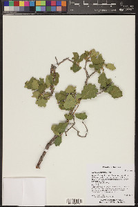 Quercus havardii image