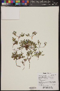 Euphorbia fendleri image