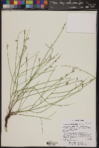 Stephanomeria tenuifolia image