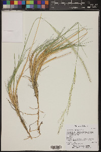 Muhlenbergia pungens image