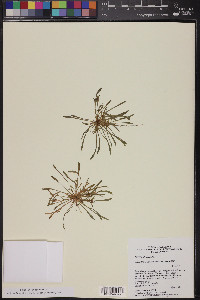 Calandrinia ciliata image