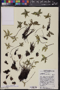 Notholaena standleyi image