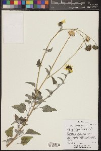 Helianthus anomalus image