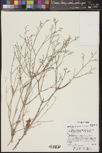 Eriogonum leptocladon var. ramosissimum image