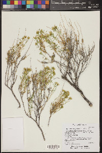 Chrysothamnus greenei image